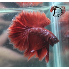 PFEB 2482